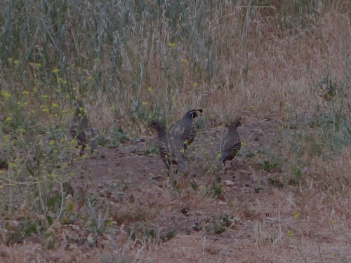 covey of California quail