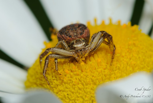 Crab Spider by Andy Pritchard - Barrowford