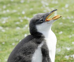 Penguins! (2008/2011 Cruises)