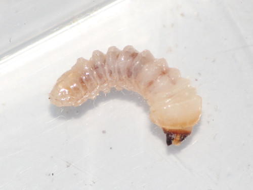 カミキリ幼虫 fromネムノキ
