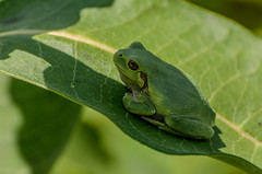 Tree Frog_7988.jpg by Mully410 * Images