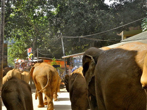 Elephant March -  Pinnawala (by Queenie)