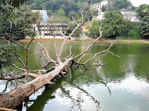 Fallen Tree on Kandy Lake  (by Queenie)