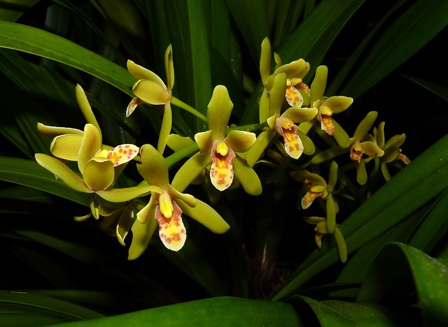Cymbidium Pee Wee 'Sweetheart' primary hybrid orchid, 1st bloom 5-12*