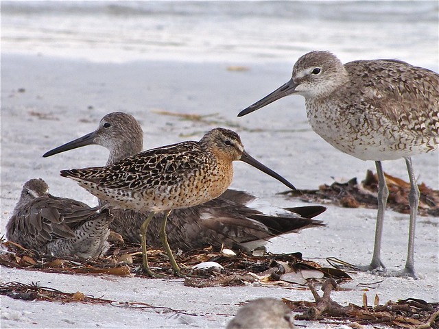 Short-billed Dowitcher and Willet at Fort DeSoto in Pinellas County, FL
