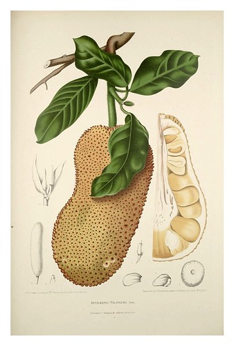 016-Fruto del arbol del pan-Fleurs, fruits et feuillages choisis de l'ille de Java-1880- Berthe Hoola van Nooten