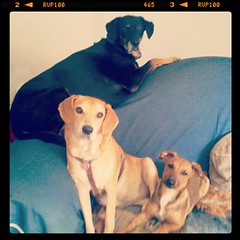 My girls with their baby foster brother Boo #adoptdontshop #rescue #dogs