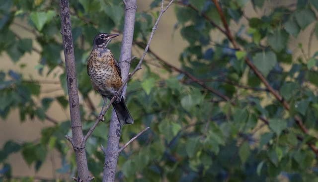 young robin