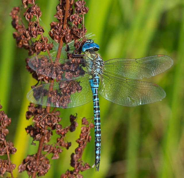 Southern migrant hawker Aeshna affinis 3
