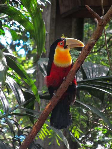 Le Parc des Oiseaux d'Iguaçu: une 2e sorte de toucan sorte de toucan, le drapeau de la Belgique