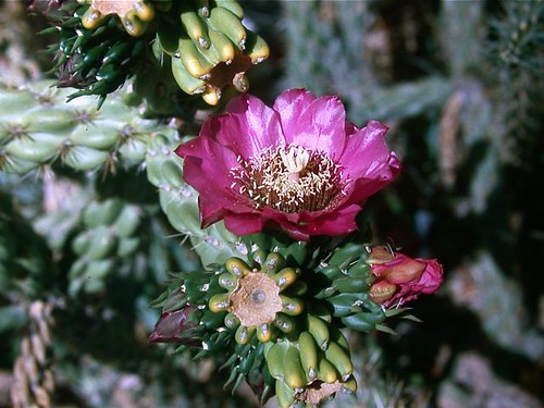 Cacti - Opuntia imbricata - New Mexico