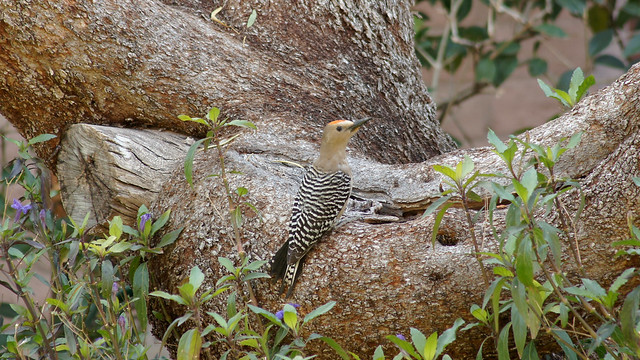 Male Gila Woodpecker