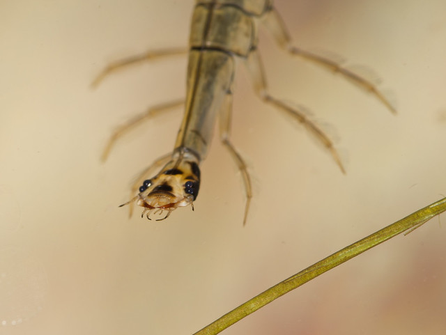 Lesser diving beetle Acilius sulcatus Larva close up
