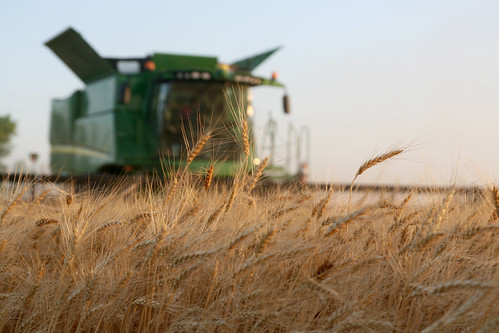A wonderful wheat harvest in Kiowa