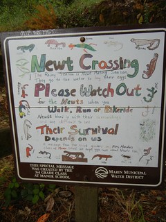 newt crossing