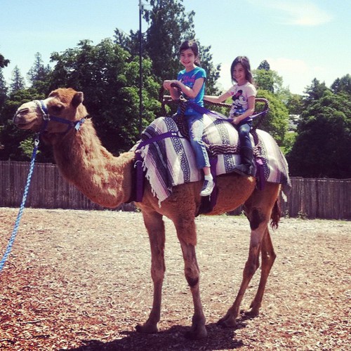 Hey @sitsgirls, we're outside riding camels today! #SITSSummer!