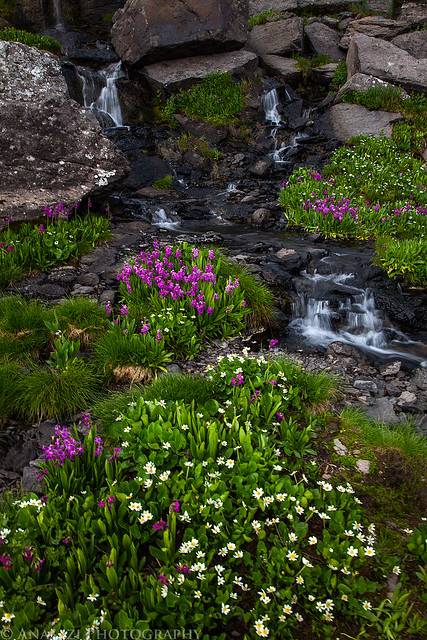 Porphyry Creek Wildflowers