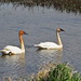 Trumpeter Swans - Spring at Magee Marsh