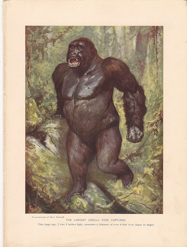 Gorilla: Antique Print 14 by W i l l a r d