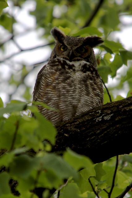 A Great Horned Owl watches the fledglings