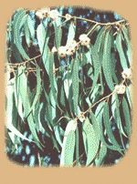 eucalyptus1new