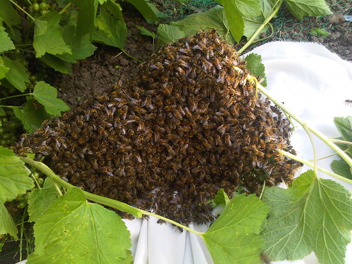 bee swarm June 12