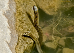 Indian Reptiles March - April 2012