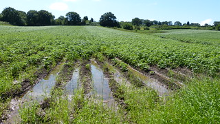well watered potato field