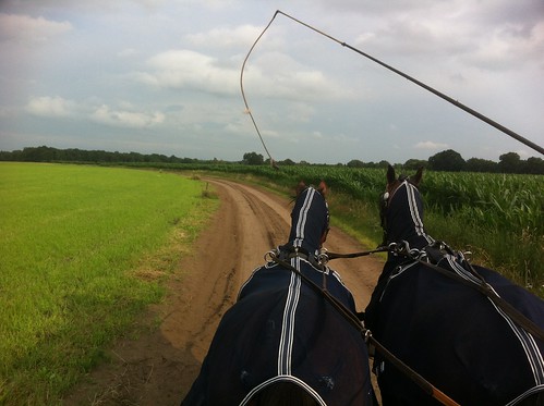 Riding a two-horse carriage around the woods in Ommen