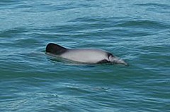 紐西蘭海域的毛依海豚(Photo courtesy NZ Dept. of Conservation)