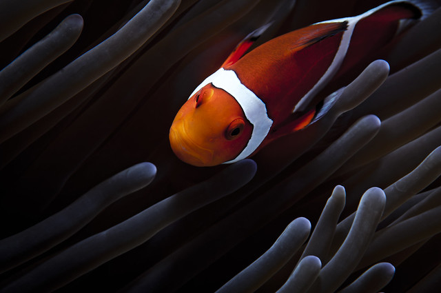Harmony -  Anemone fish (Amphiprion ocellaris)
