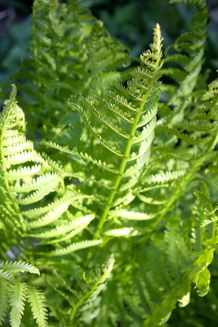Feathered Ferns