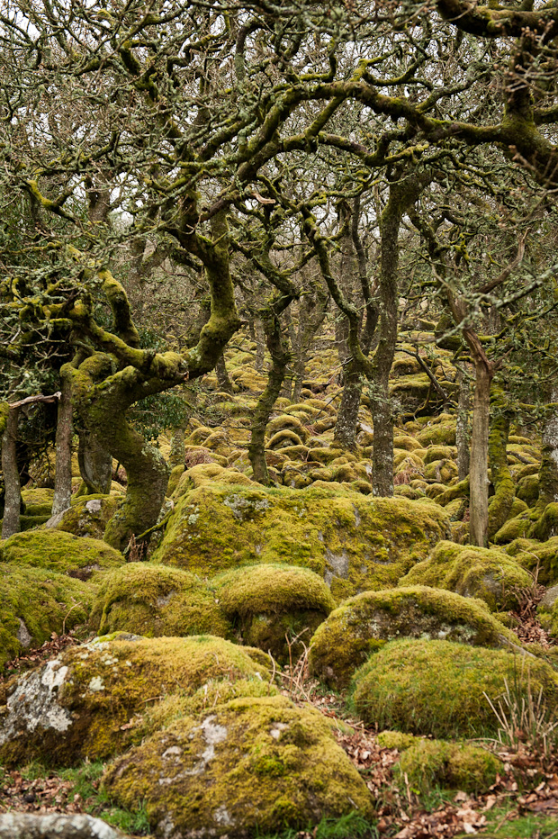 Ancient Oak Woodland