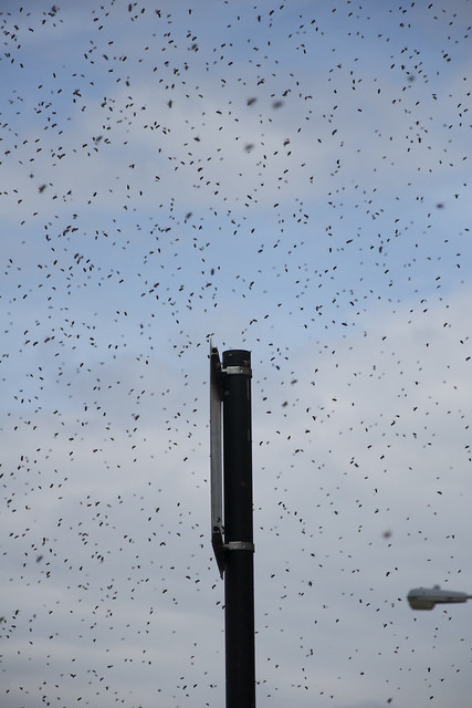 pole and swarm
