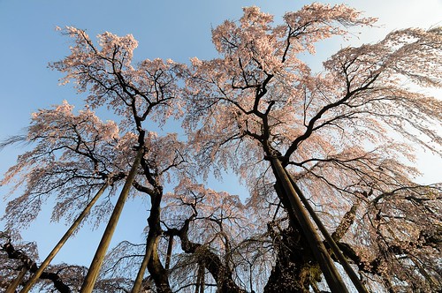 三春の滝桜 / Takizakura in Miharu