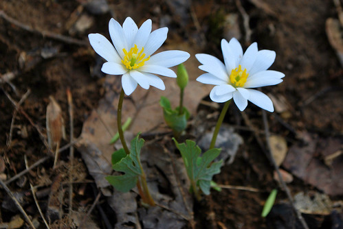 Blood root by Unstrung Photo