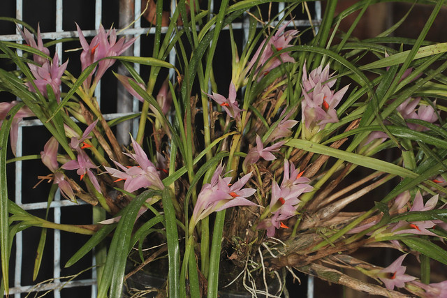 Dendrobium violaceum 2012-05-14 02