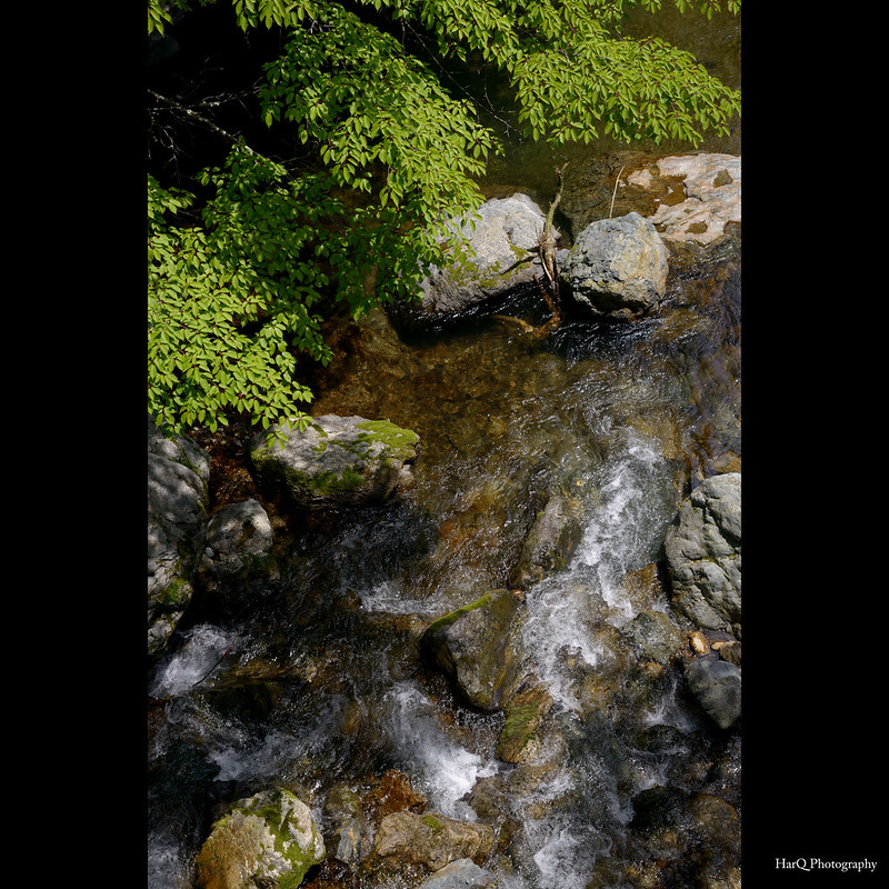 Mountain stream of fresh green *