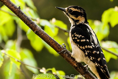 Woodpecker by satdishguy