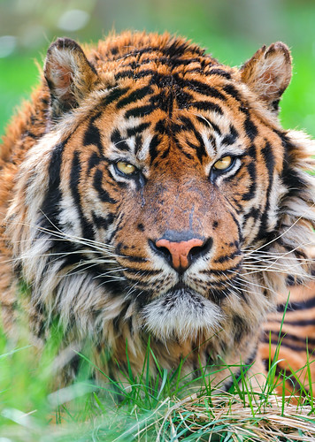  無料写真素材, 動物 , 虎・トラ  
