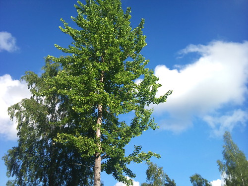 Treetop and clouds by XPeria2Day