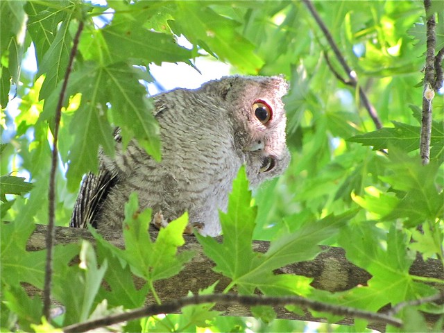 Eastern Screech-owl in Livingston County, IL 35