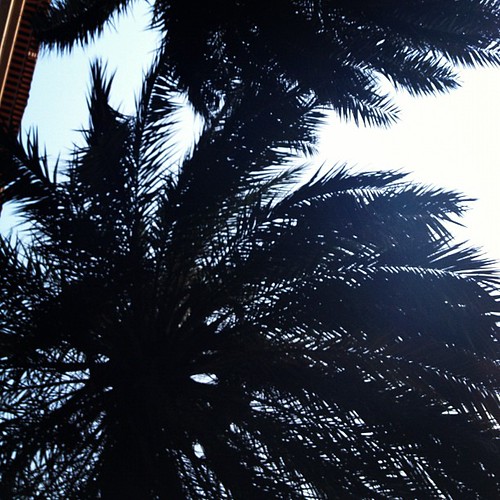 Paseando al pelón, echare de menos las palmeras... by rutroncal