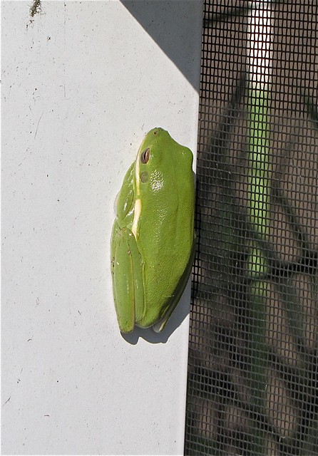 Tree Frog in Tampa, FL