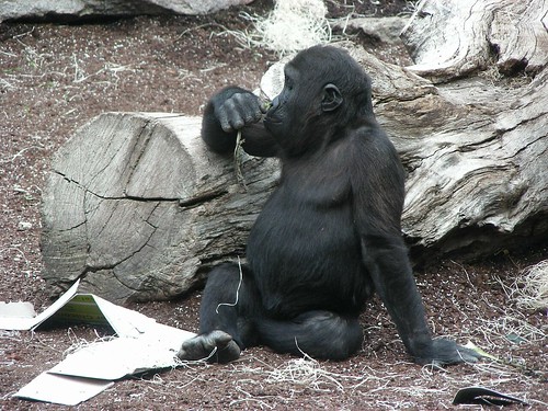 Zoo Munich: Gorillas 65 by W i l l a r d