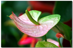 Flamingo flower
