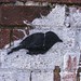 Crow 1, Morrissons