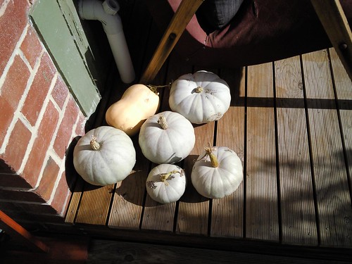 Pumpkin Harvest!