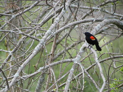 Redwing BlackBird