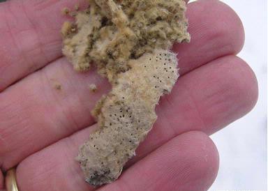 Before you move, please remove gypsy moth egg masses like this one from outdoor items such as yard equipment, lawn furniture, and grills.  You could save a forest. (Image Credit: Milan Zubrik, Forest Research Institute)